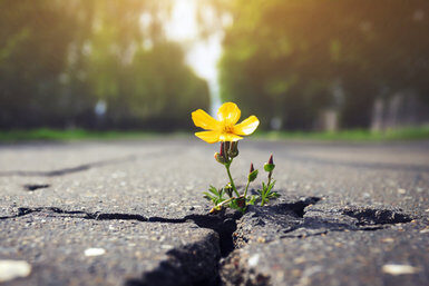 cropped-asfalt-flower-3.jpg